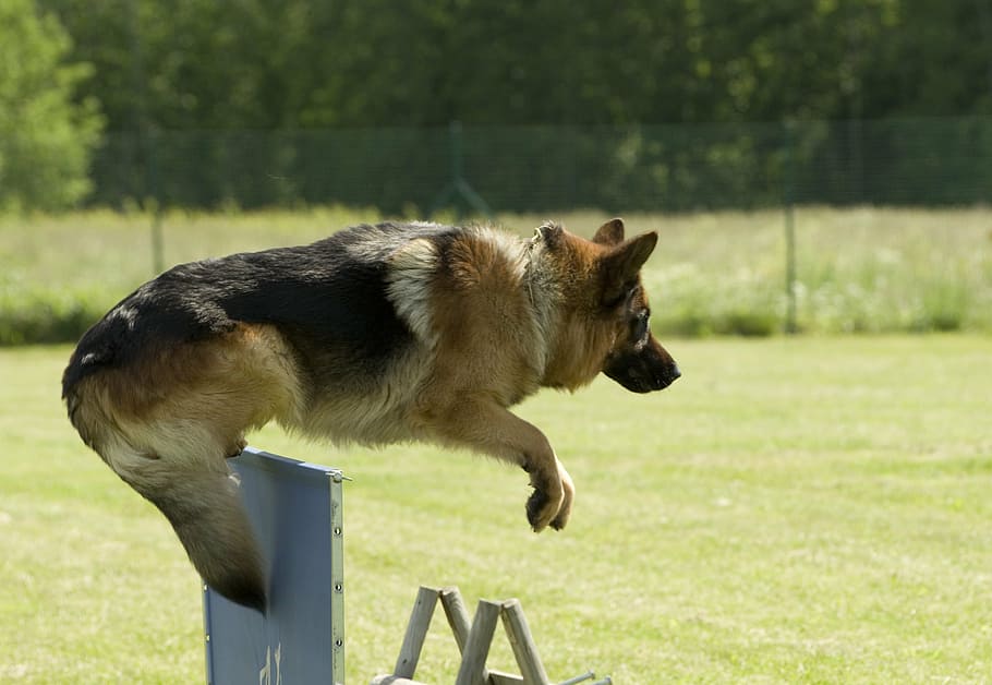 dog, german shepherd, jumping, pet, one animal, mammal, animal themes HD wallpaper