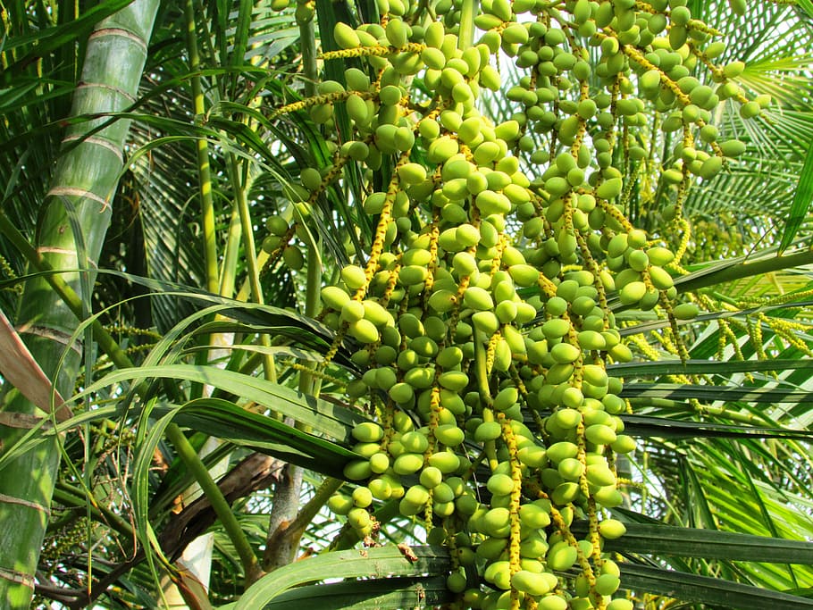 date palm, palm tree, phoenix dactylifera, dates, shimoga, india HD wallpaper