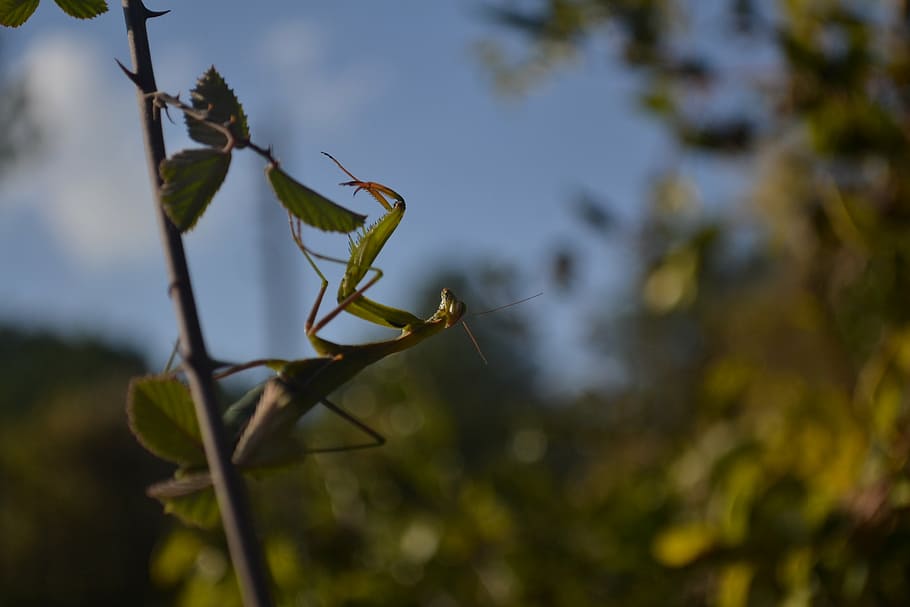 mantis, nature, green, macro, green field, close, beautiful HD wallpaper