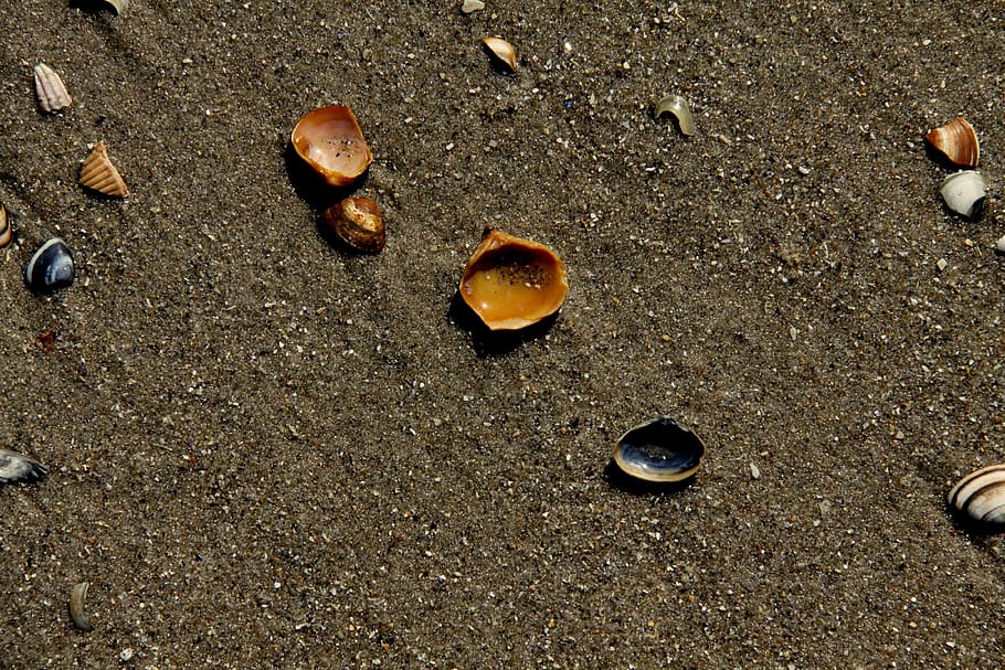 Shells, Sand, Sea, nature, beach, outdoors, travel Locations HD wallpaper