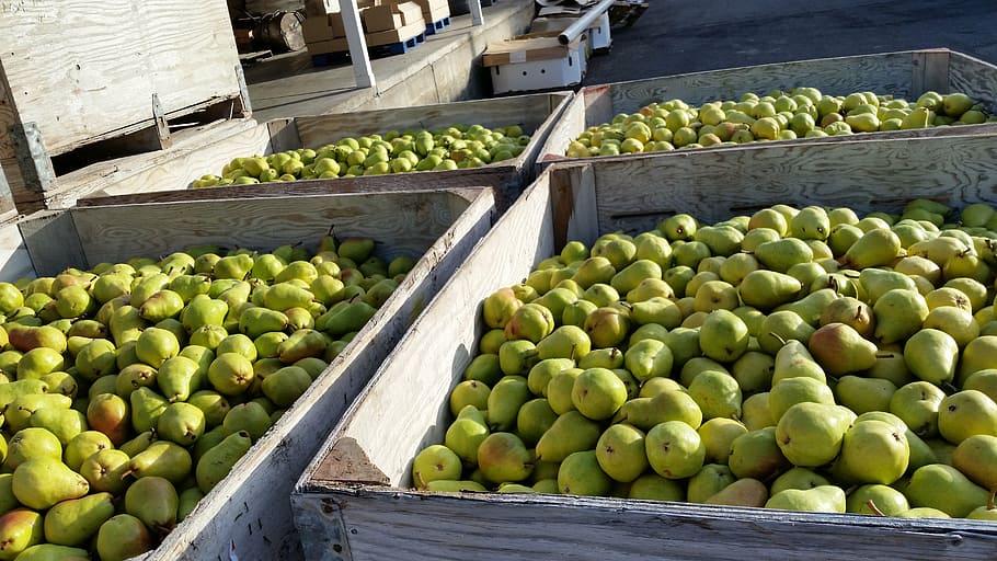 pears, bartlett pear, healthy, fruit, food, fresh, organic HD wallpaper