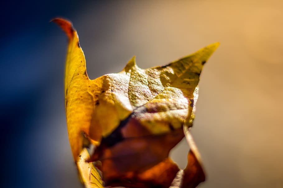 leaf, fall, autumn, close-up, no people, studio shot, food and drink HD wallpaper