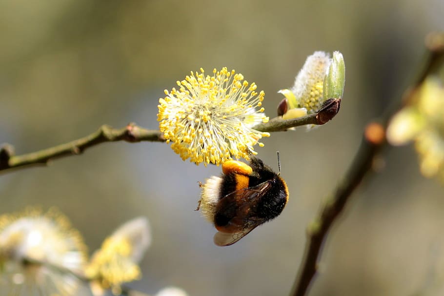 Hummel, Bombus, Bee, Insect, Animal, frühlingsanfang, nature HD wallpaper