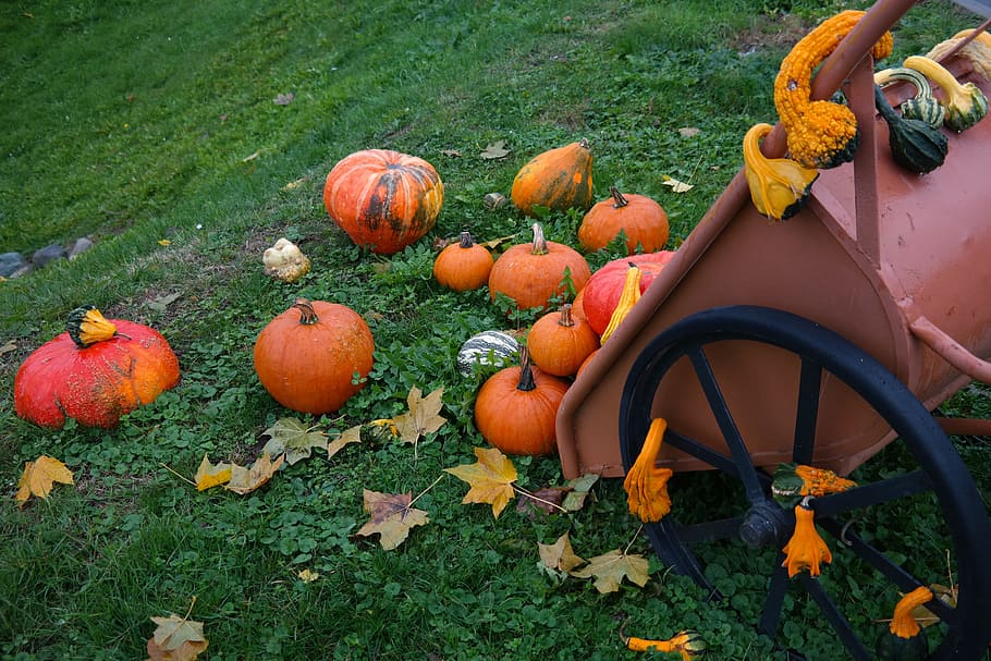 pumpkin patch wheelbarrow