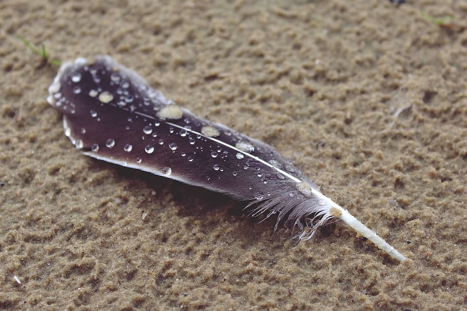 black and white feather, beach, sand, bird, coast, nature, animal HD wallpaper
