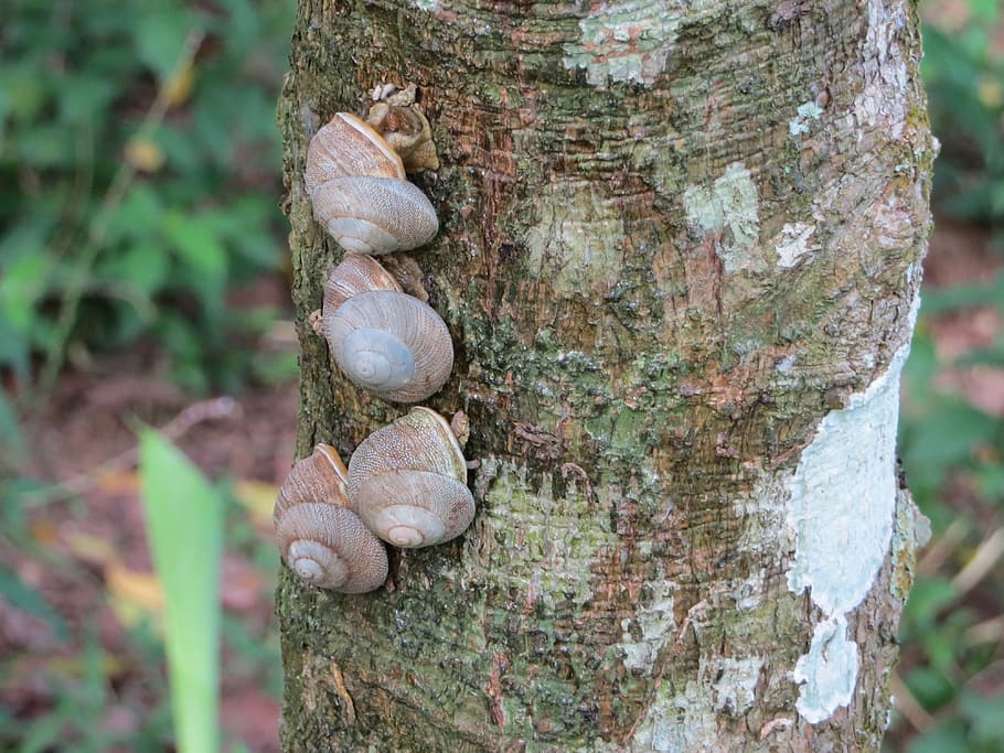 snails, tree, trunk, nature, forest, tree trunk, plant, focus on foreground HD wallpaper