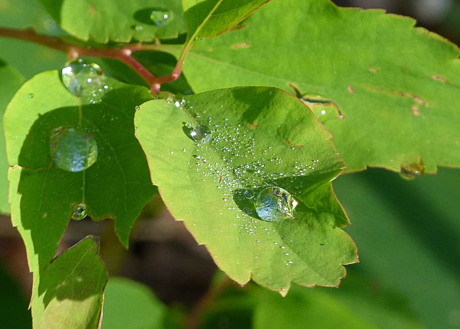 Leaf, Tree, Branch, rain drops, green, nature, forest, green Color HD wallpaper