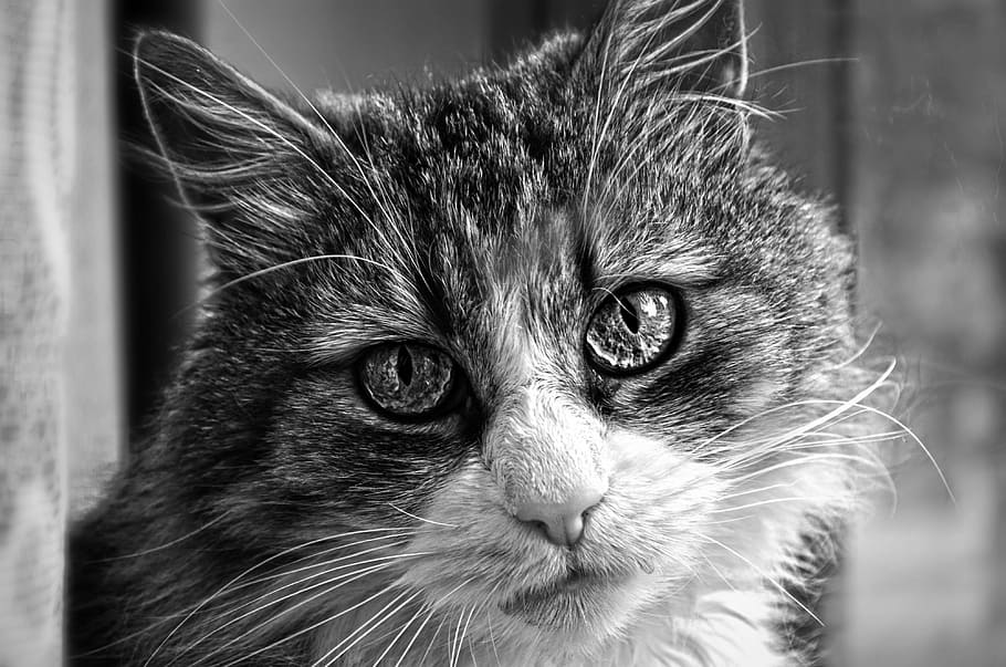 pet, mammal, tomcat, view, eyes, one animal, animal themes HD wallpaper