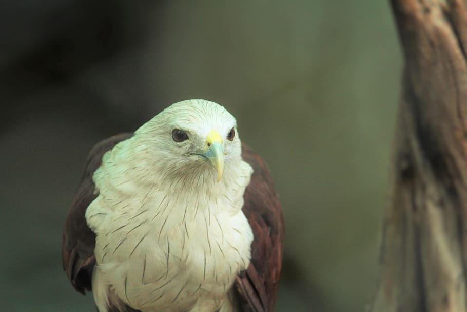 white, eagle, white eagle, zoo, aves, bird, animal, animalia HD wallpaper