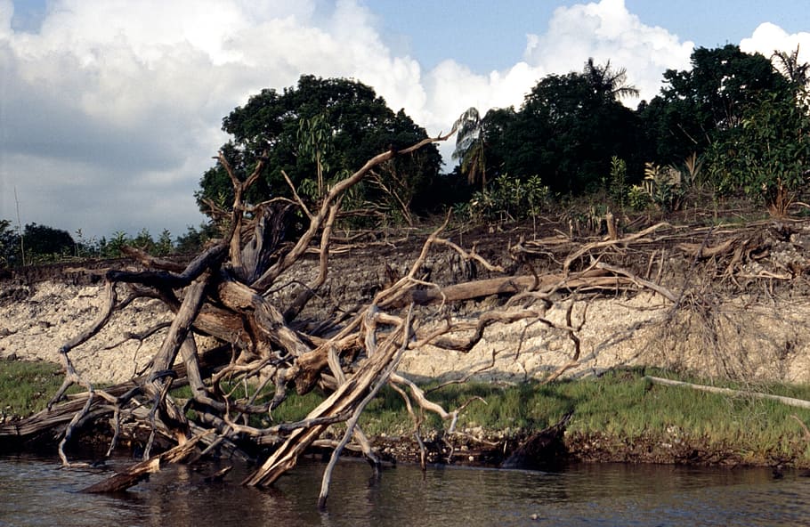 tropics, amazon, nature, river, summer, landscape, wood, brazil HD wallpaper