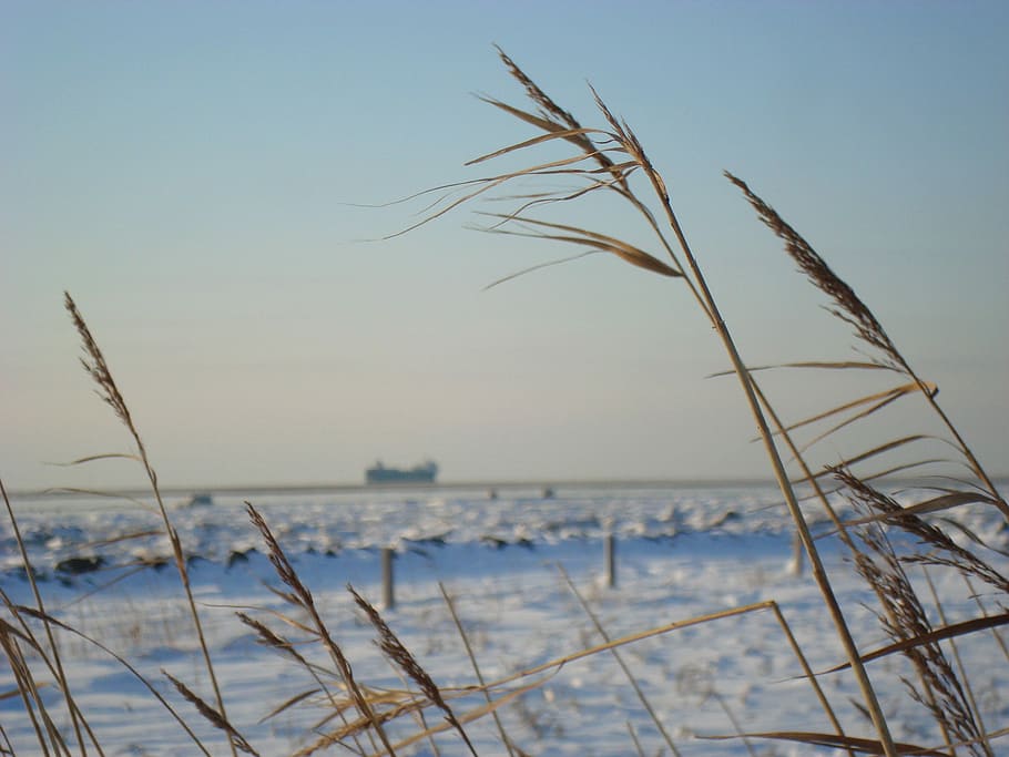 sky, waters, nature, beach, sea, coast, reed, winter, landscape HD wallpaper