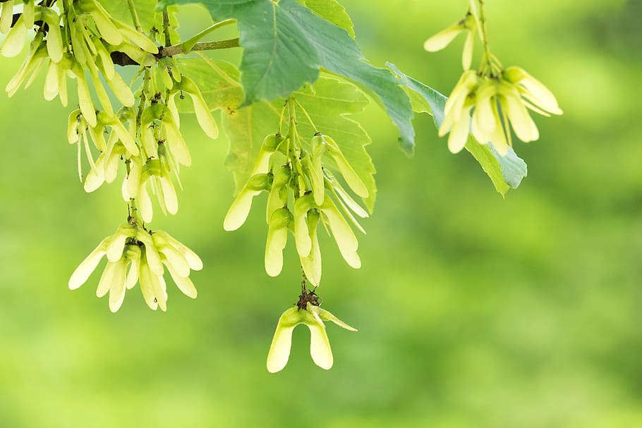 maple, seeds, green, tree, maple fruit, wing, helicopter, plant HD wallpaper