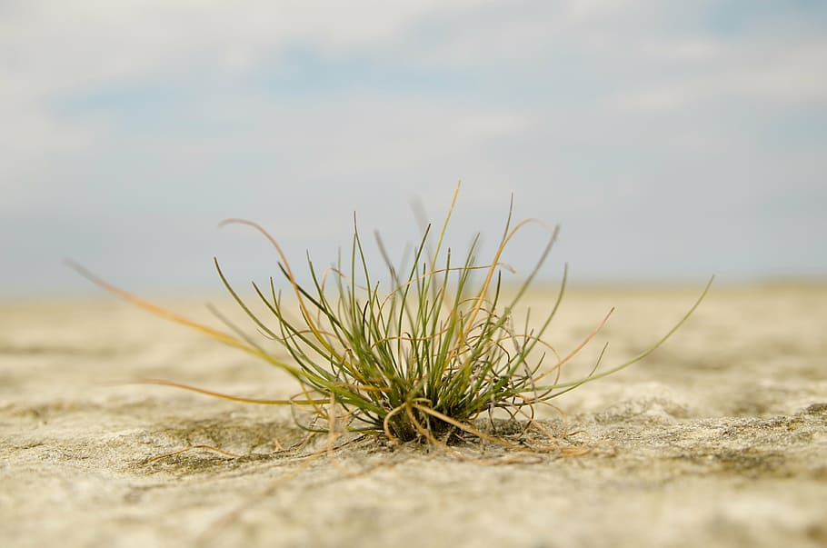 grass, green, drought, live, nature, plant, macro, dry, earth HD wallpaper