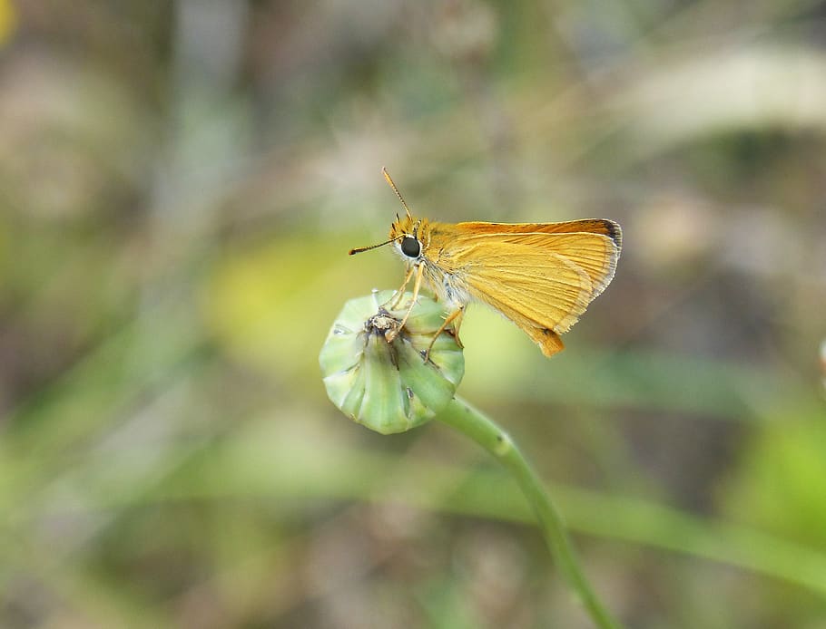 orange moth, butterfly, episyrphus balteatus, cocoon, insect, HD wallpaper