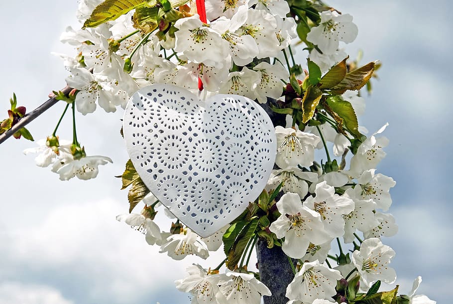 closeup photo of white petaled flowers, heart, love, luck, romance HD wallpaper