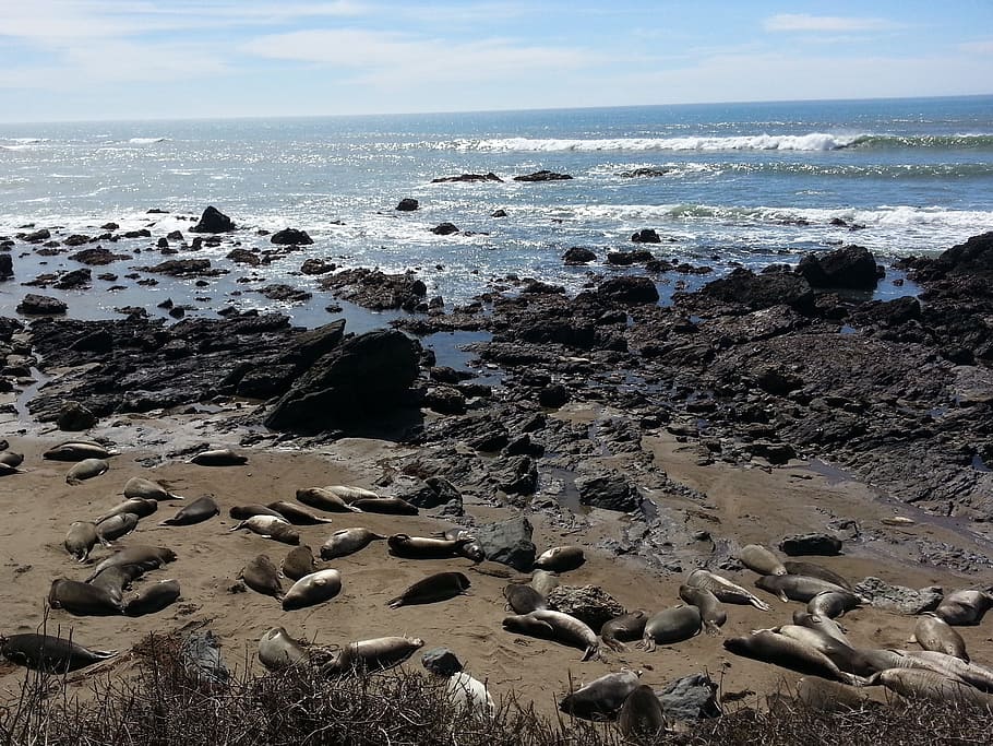 seals, coastline, pacific, beach, water, land, rock, horizon HD wallpaper