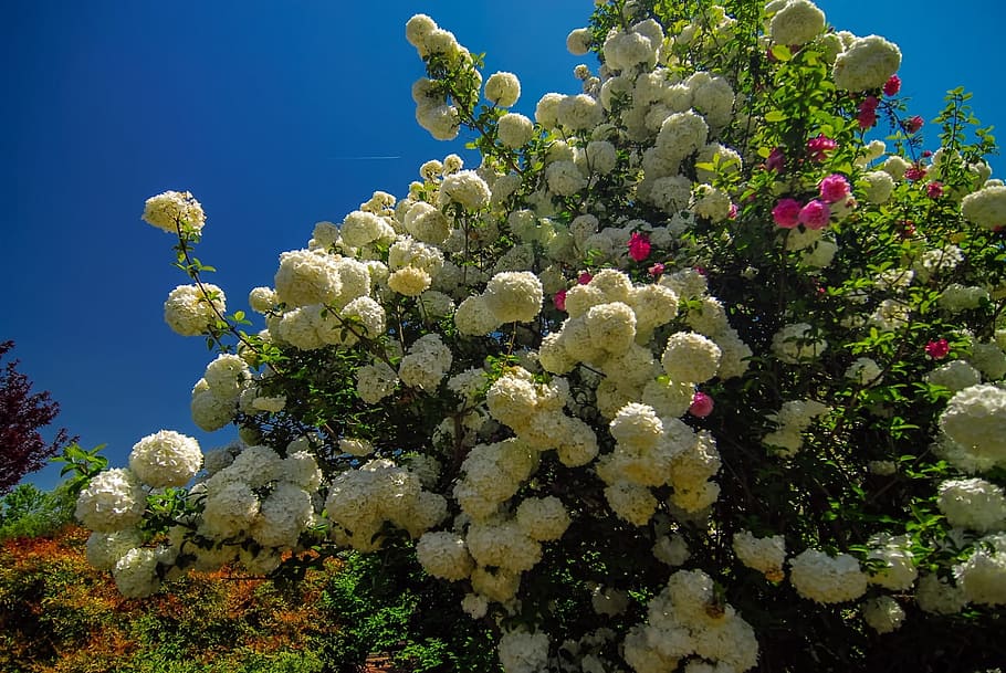 White, Bloom, Blooming, Blossom, botanical, botany, bush, close-up HD wallpaper