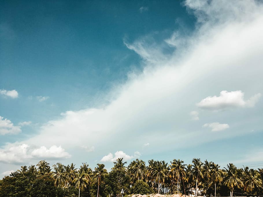 trees under white and blue cloudy sky, coconut trees under white clouds and blue skies HD wallpaper