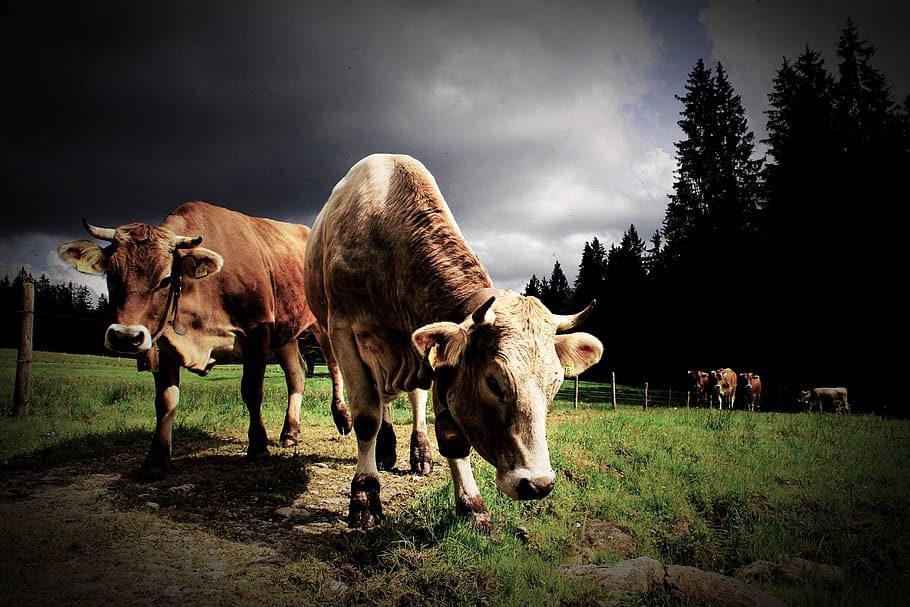 Allgäu Cow: Allgäu Cow là một giống bò rất đặc trưng của miền đông Bayern, nổi tiếng với bộ lông màu vàng óng ánh và đôi sừng uốn cong. Hình ảnh Allgäu Cow sẽ đưa bạn đến với những bức tranh ngưng đọng của những ngôi làng miền núi dồi dào với nông trại và vườn rau đầy màu sắc.