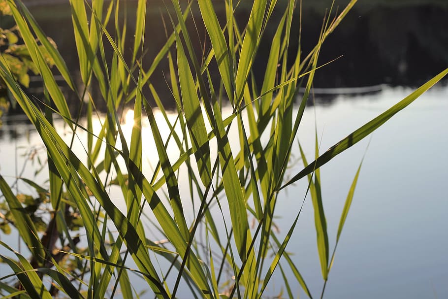 lake, water, cane, sun reflection, evening, peaceful, tranquil, HD wallpaper