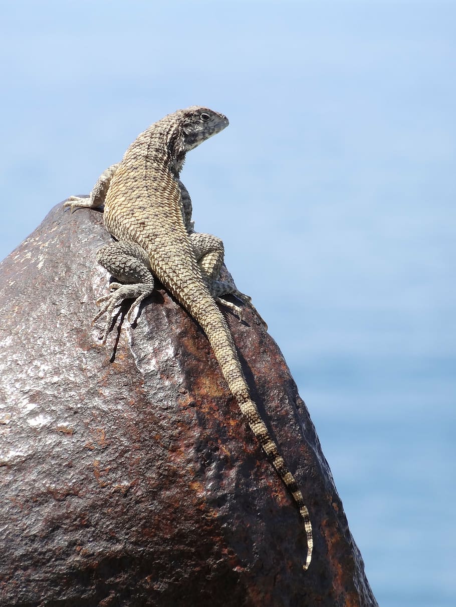 lizard, canon, reptile, animal themes, animal wildlife, animals in the wild HD wallpaper