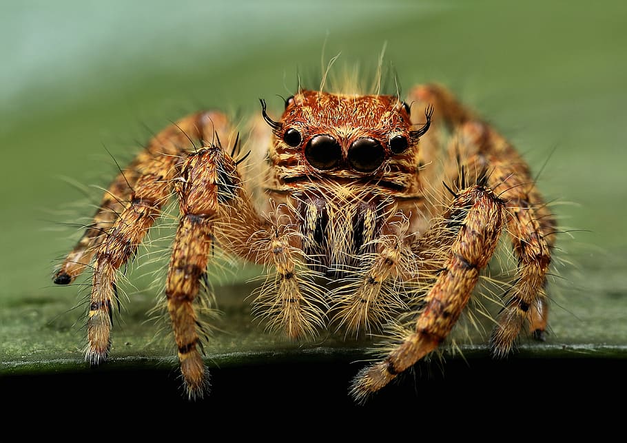 macro photography of spider, brown and black spider on top of green surface HD wallpaper