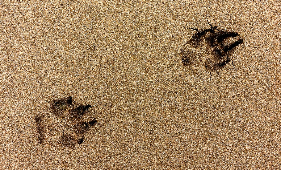 footprint of animal, paw, dog, beach, sand, impression, track, HD wallpaper