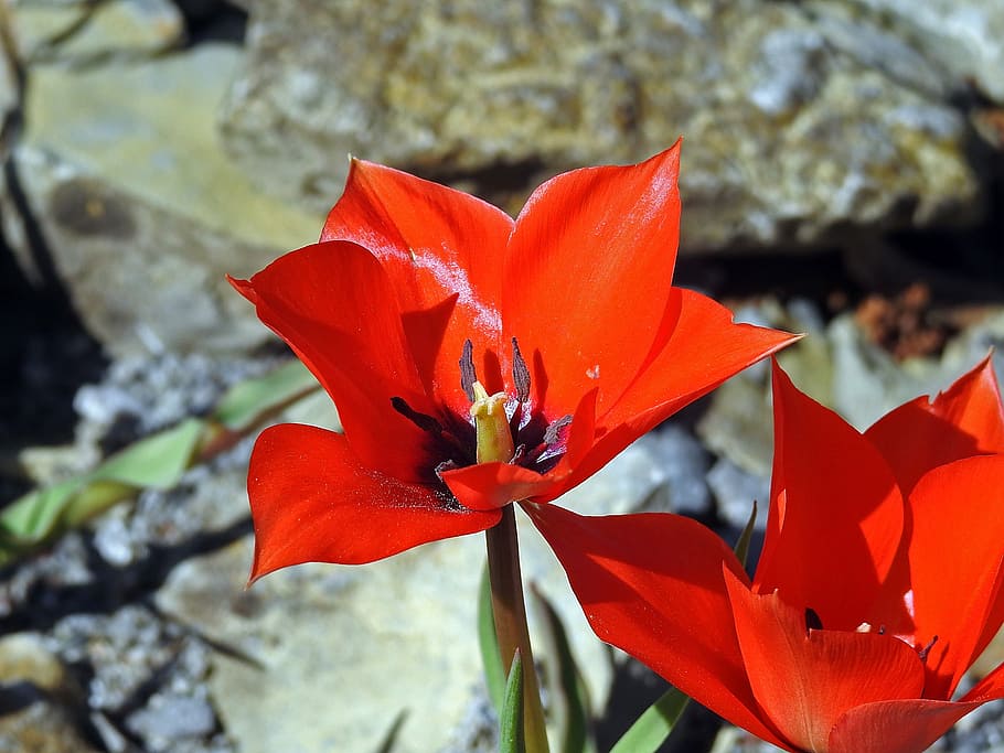 tulip, blossom, bloom, spring, red, spring flowers, close, nature HD wallpaper