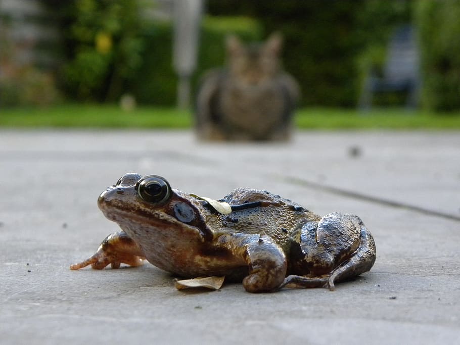 Frog, Cat, Outdoor, summer, one animal, reptile, animals in the wild HD wallpaper