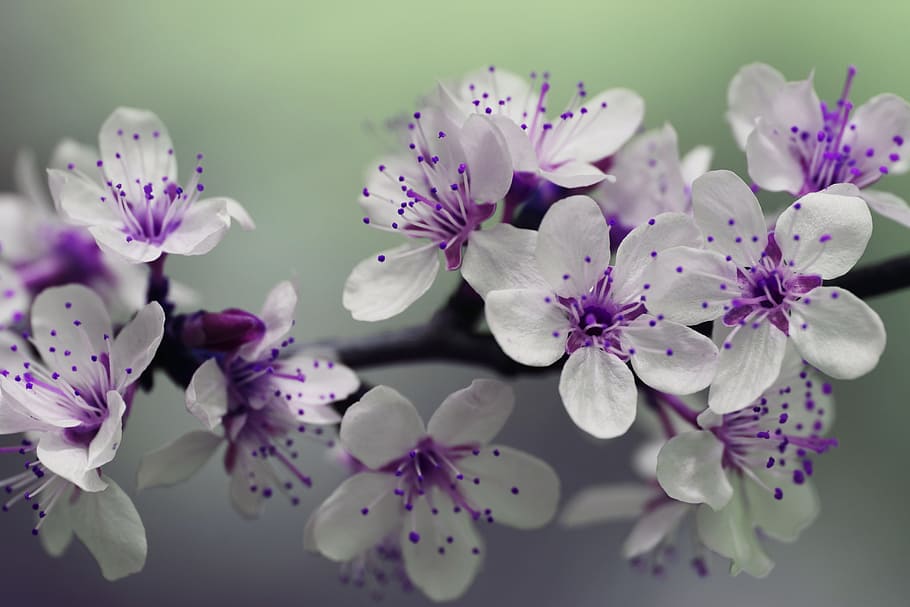 White and Purple Petal Flower Focus Photography, beautiful, bloom, HD wallpaper