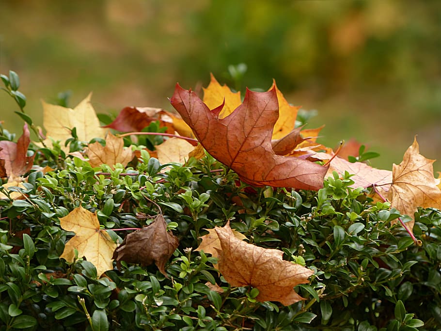 nature, time of year, autumn, golden autumn, maple leaves, acer, HD wallpaper