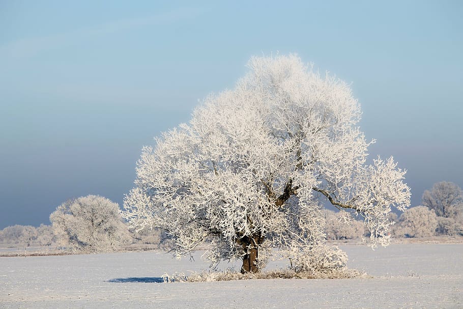 photo of white bare tree, winter impressions, wintry, snow HD wallpaper