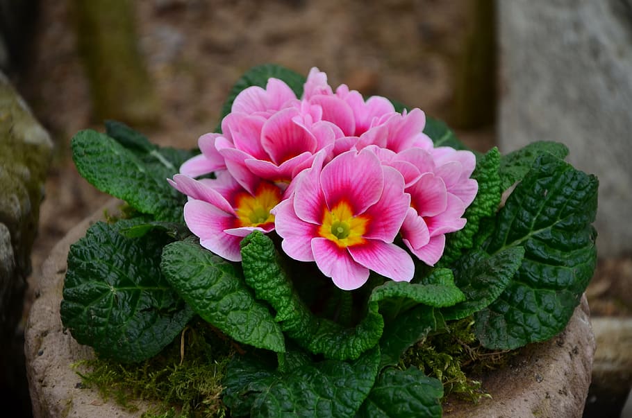 pink-and-yellow primrose flower, spring, primroses, family primulaceae HD wallpaper