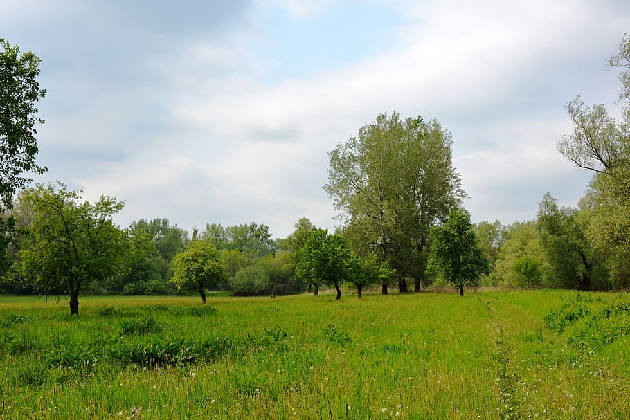 Way, Meadow, Landscape, Grass, Green, tree, the path, field HD wallpaper