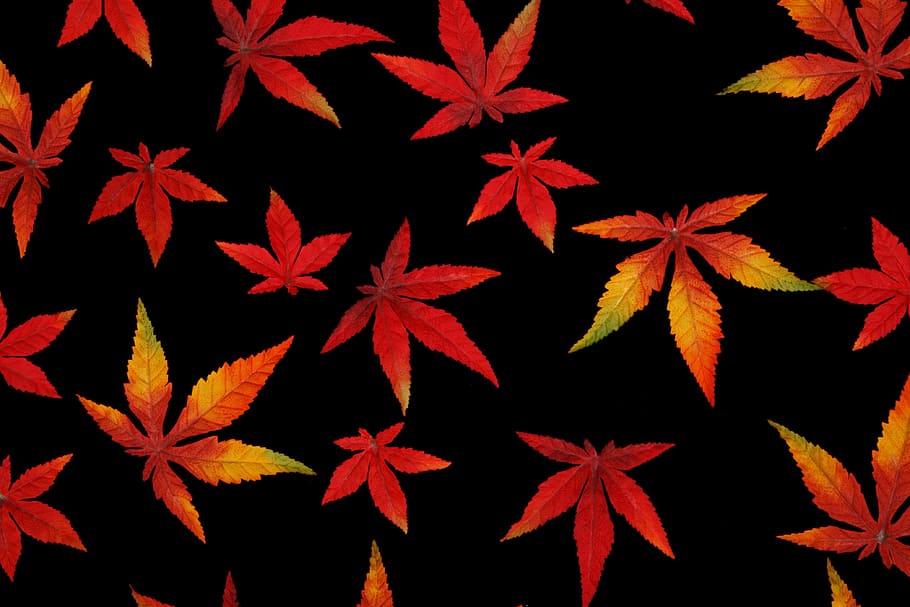 red cannabis wallpaper, black, orange, maple leaves, illustration