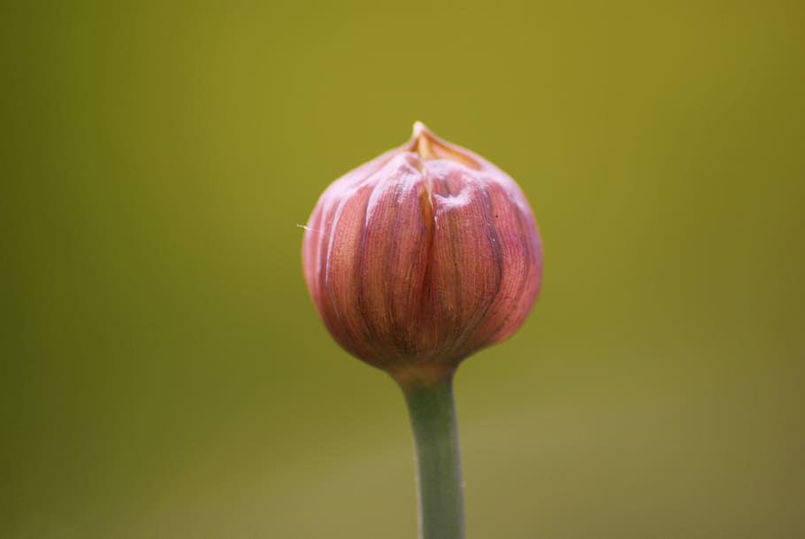Flower Bud, Spring, Chives, Herbs, flowering, nature, plant HD wallpaper