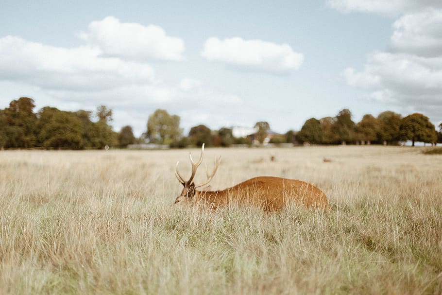 deer, wildlife, grass, trees, forest, woods, clouds, sky, animal themes HD wallpaper