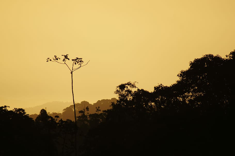 Sunsets, Salento, Quindio, Colombia, silhouette, nature, no people