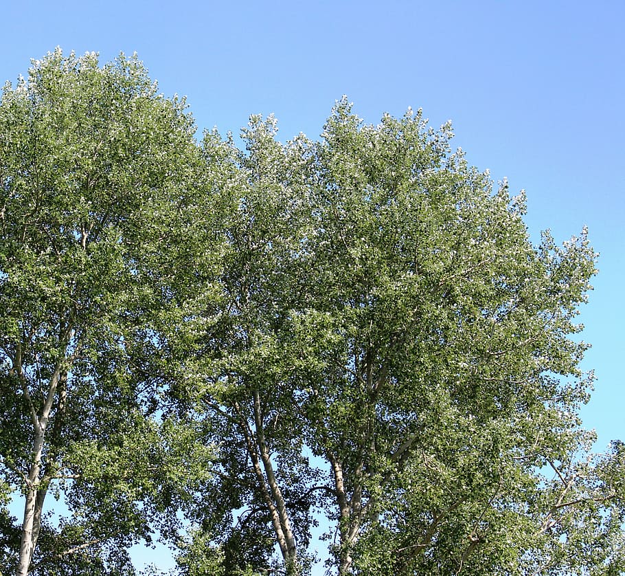 trees, aspen, aspen leaves, tremble, wind, bise, weather, beautiful, HD wallpaper