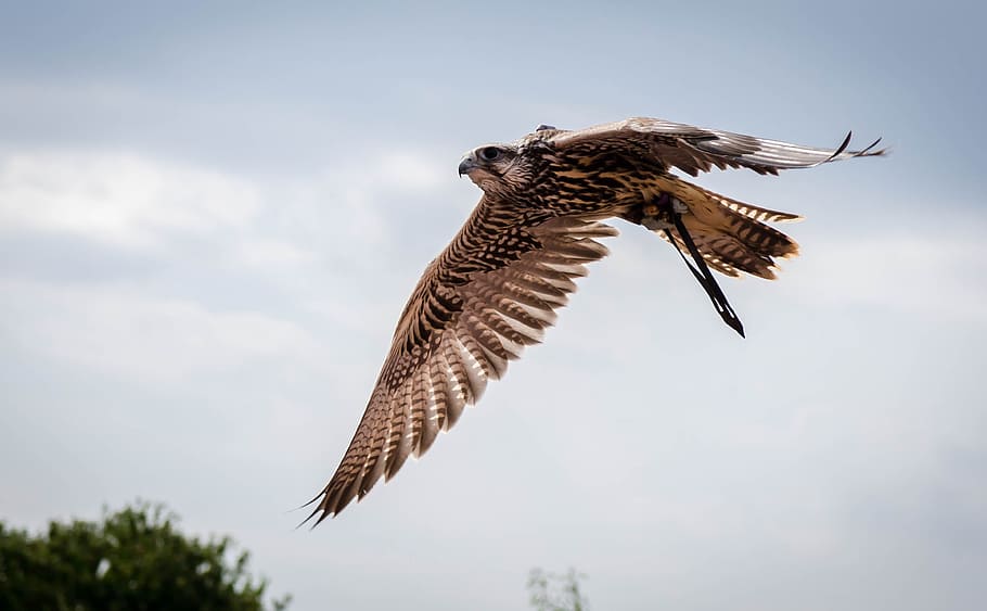 raptor, flight, falcon, animal themes, bird, bird of prey, flying HD wallpaper