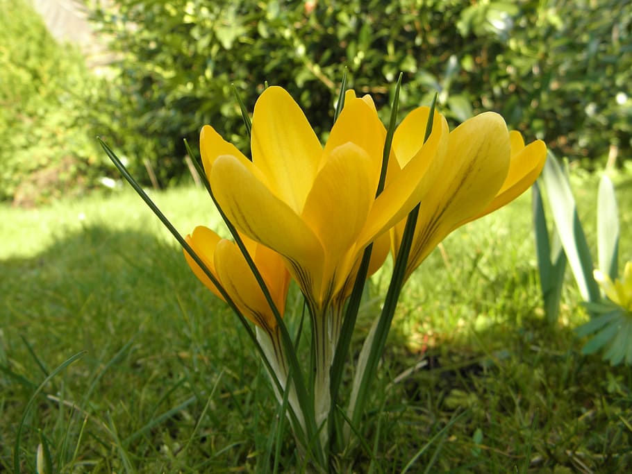 crocus, flower, spring, yellow, blossom, bloom, flowers, nature HD wallpaper
