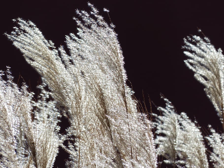 Miscanthus, Miscanthus Sinensis, back light, licorice, poaceae, HD wallpaper