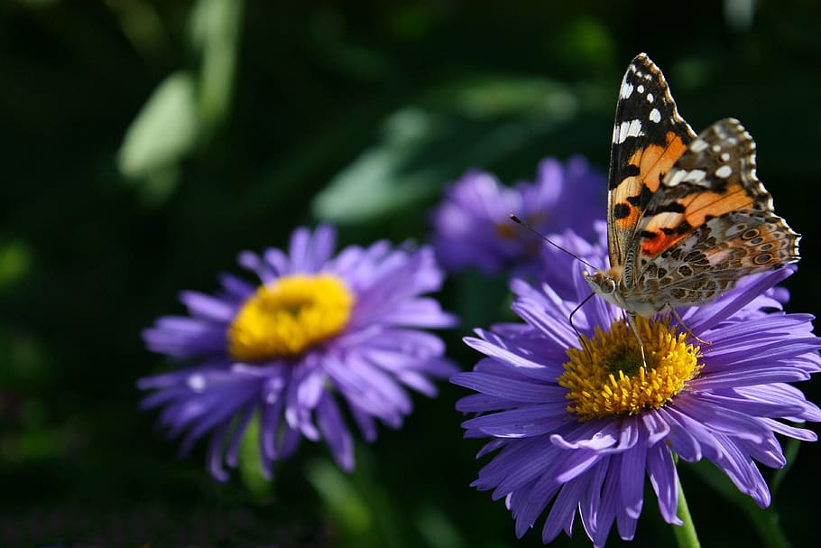 butterfly, flower, nature, insect, summer, beauty In Nature HD wallpaper