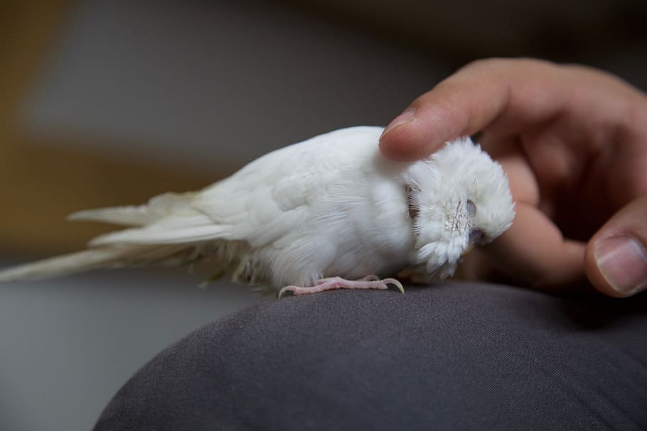 Hand, Parrot, Pet, Bird, White, hand stroking, budgie, human hand HD wallpaper