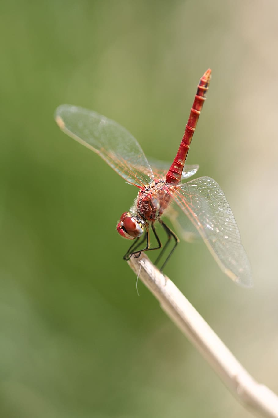 Dragonfly, Insect, Wing, Macro, red, animal, nature, beautiful HD wallpaper