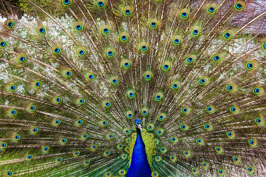 Close-up of Peacock Feathers, avian, bird, pattern, peafowl, plumage HD wallpaper