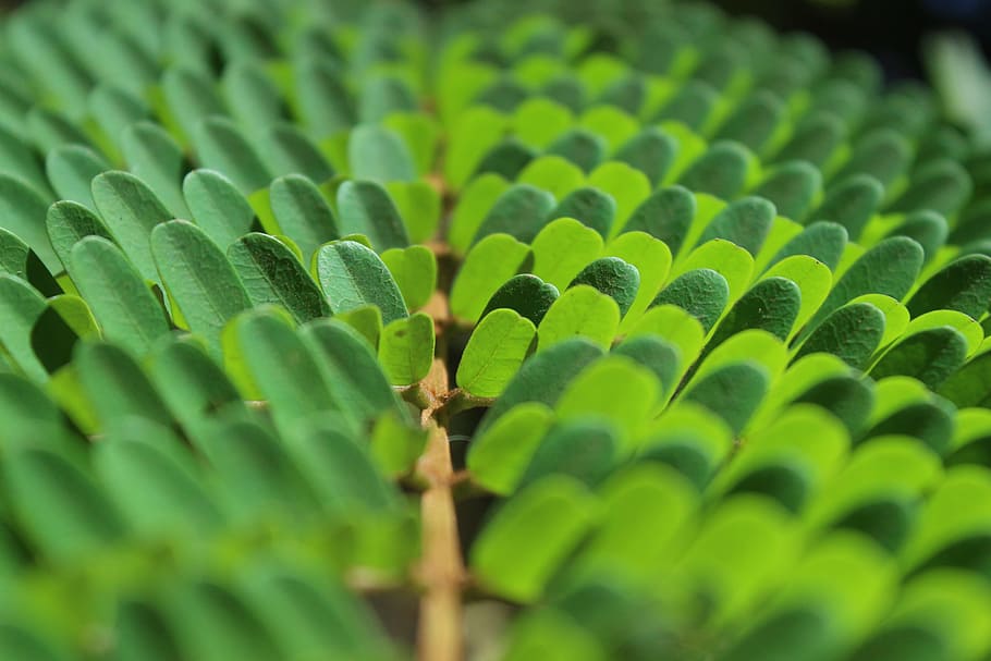 green, nature, peace, green color, growth, leaf, plant part HD wallpaper