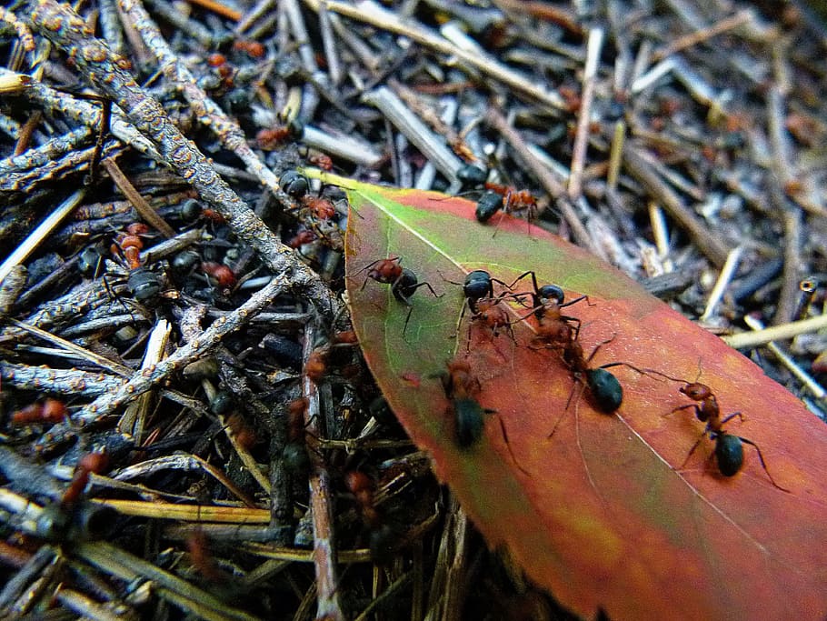 Red, Black, Black, Ant, Insect, Busy, Worker, forest, ant hill HD wallpaper