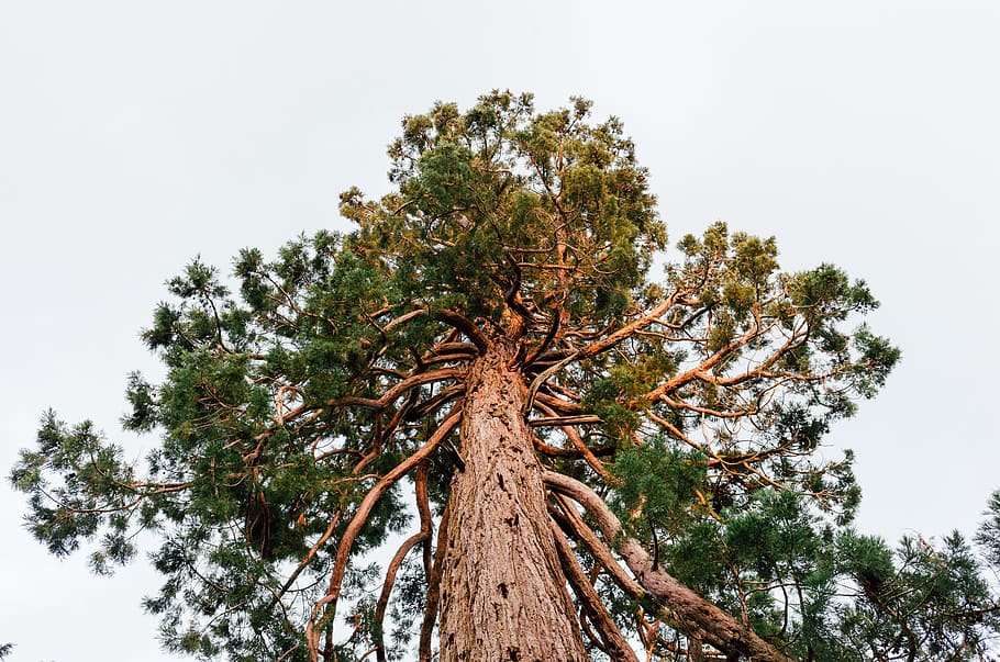 Sequoia, landscape, nature, tree, branch, forest, sky, tree Trunk HD wallpaper