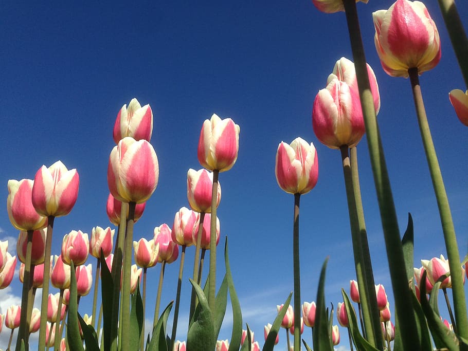 tulip, rosa, plantation, flower, beauty in nature, flowering plant HD wallpaper